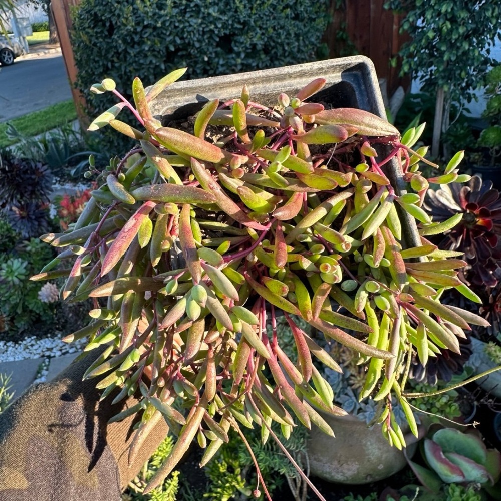 String of rubies in 4” pot